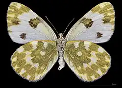 Pontia daplidice♀ △