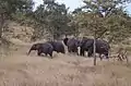Elephants