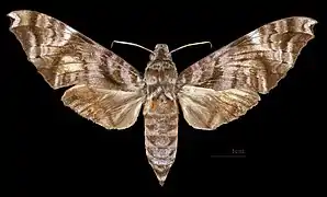 Acosmeryx sericeus   ♀