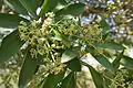 Alstonia scholaris