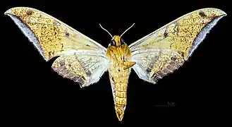 Female, ventral view