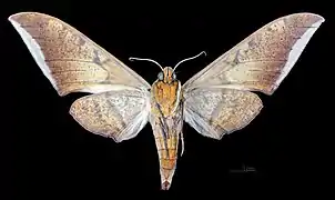 Female, ventral view