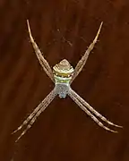 Female juvenile on her web, dorsal view, Laos.