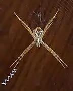Female juvenile on her web, ventral view, Laos. Visible stabilimentum (web decoration).