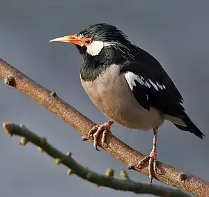 Image 16The Asian pied starling (Sturnus contra) is one of the 12 bird species of family Sturnidae resident in Bangladesh. Locally known as myna or shalik, these birds build their nests in holes or cavities in trees or buildings, or large globular structures of straw, twigs, etc. in trees.Photo Credit: J.M.Garg