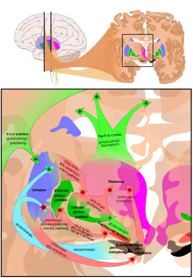 At the top, a line drawing of a side view of the human brain, with a cross section pulled out showing the basal ganglia structures in color near the center. At the bottom an expanded line drawing of the basal ganglia structures, showing outlines of each structure and broad arrows for their connection pathways.
