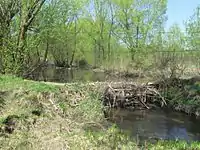 Beaver dam on Sosnovochka river. 2015.