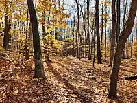 Bluff Trail as it goes through a grove of trees atop the cliff, November 2023