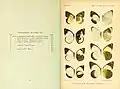 Book page showing watercolour plate of butterfly specimens