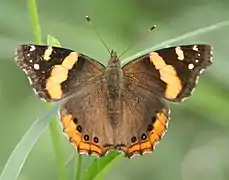 Vanessa abyssinica,Abyssinian admiral