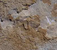 A carapace of the phyllocarid crustacean Arenosicaris inflata.