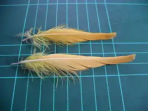 Citron-crested cockatoo crest feathers (on 1&nbsp;cm grid)