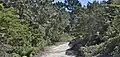 Gowen Cypress Cupressus goveniana (smaller trees) and Monterey Pine Pinus radiata (larger trees), at the SFB Morse Botanical Reserve, Huckleberry Hill, Monterey County, California.