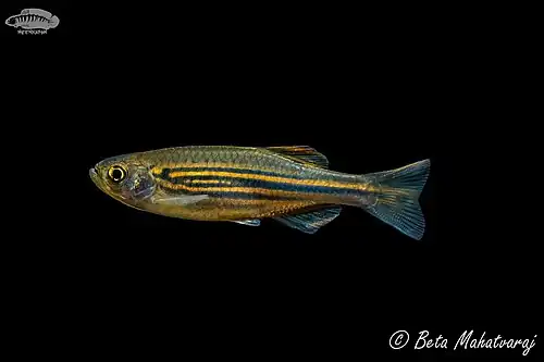 Danio meghalayensis (Meghalaya Danio)