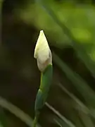 Bud