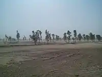 Different kind of trees in desert area of Kachho