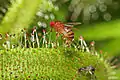 Red-eyed vinegar fly (Drosophila melanogaster) fly trapped by Drosera capensis
