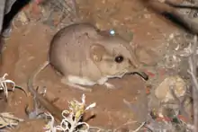 Brown elephant shrew