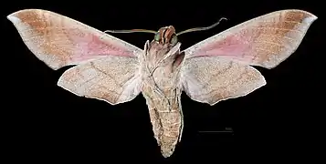 Eumorpha achemon ♂ △