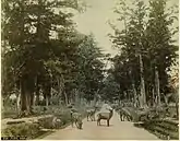 Nara Park, photograph by Adolfo Farsari (before 1898).