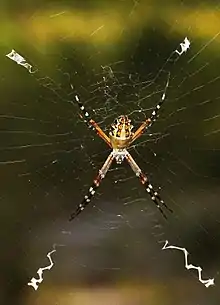 Argiope florida