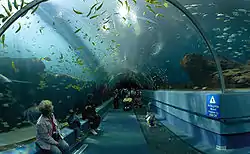 Photo looking upward through 15 feet (4.6 m)-diameter glass tube into a fish-filled aquarium