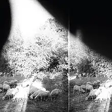 A blurry, black and white image of animals grazing, with trees in the background.