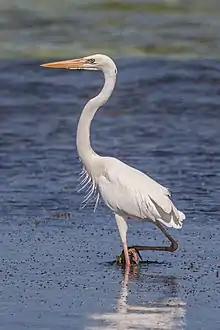 Garzón cenizo(Ardea herodias)