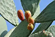Prickly pear fruit