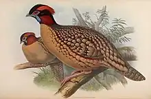 Ceriornis caboti (John Gould, The Birds of Asia)