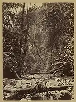 Wilds of the Isthsmus., 1871, albumen silver print, 27.6 × 20.2&nbsp;cm (10 7/8 × 7 15/16 in.), J. Paul Getty Museum, Los Angeles, California