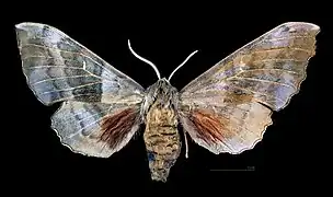 A gynandromorph poplar hawk-moth, viewed from the back
