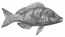 Lethrinidae 'Lethrinus nebulosus'