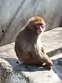 Japanese macaque