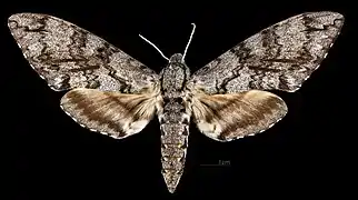 Manduca corumbensis  ♀