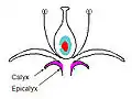 Calyx (a collective term for sepals of a flower); Epicalyx (a collective term for structures found on, below, or close to the true calyx, also called false calyx). Some varieties show pronounced epicalyx structures, such as found in variety Arab (plural calyces).