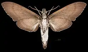 Meganoton rubescens severina♀ △