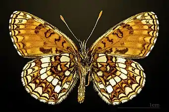 Male underside
