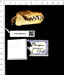 A bat skull with large teeth and the mouth closed