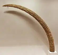 Sample of a Benin Altar Tusk