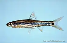 Notropis maculatus, an eastern shiner