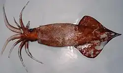 Large mature female of Onykia robsoni (88.5 cm ML) weighing 11.1 kg