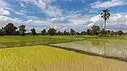 Opaque and mirroring green paddy fields with palm tree