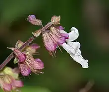 Orthosiphon thymiflorus flower in Talakona forest, in Chittoor District of Andhra Pradesh, India