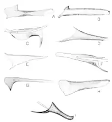 Image 29Variety of male structures in Phlebotominae (Diptera, Psychodidae) (from Insect reproductive system)