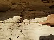 Thin bentonite marker usually in the shadow of the Fencepost's ledge