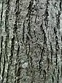 'Arno' bark, tree aged 20 years