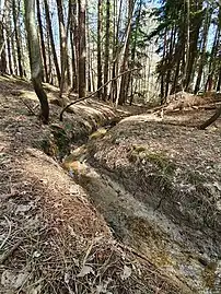 Pine trees and ravines dominate the central areas of the woodland