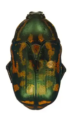 Poecilopharis allardi tannaensis  Holotype female