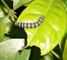 Skipper larva on leaf